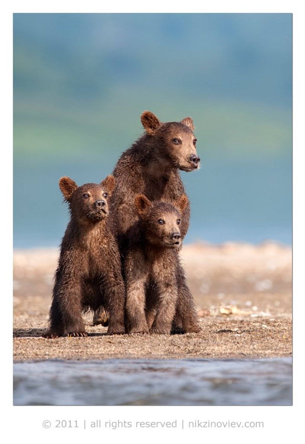 медведи, медвежата, камчатка, курильское озеро, дикая природа, россия, николай зиновьев, никон, Николай Зиновьев