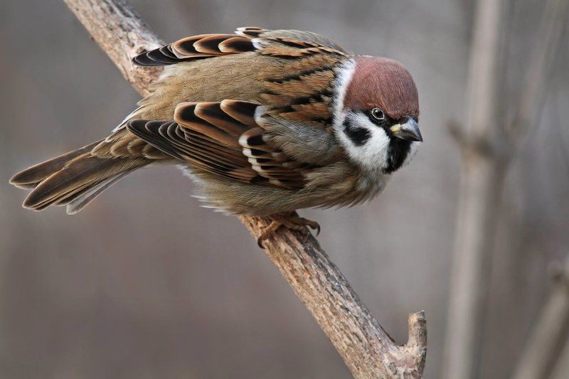 Не в настроении я! Понятно?!photo preview