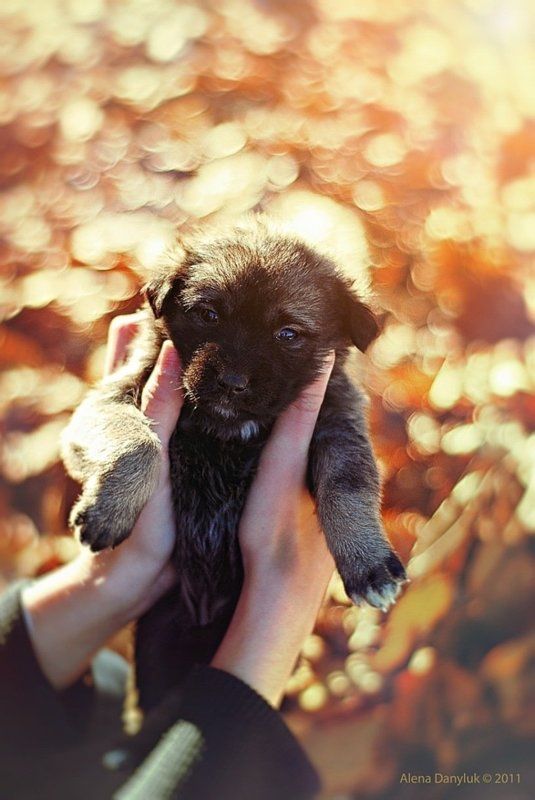 fluffy miracle...photo preview