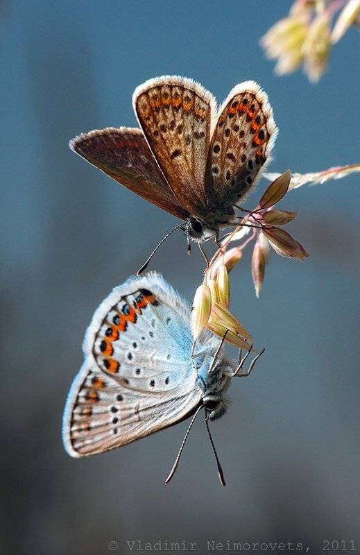 краснодарский край, северо-западный кавказ, голубянки, бабочки, north-west caucasus, krasnodar territory, butterfly, lycaenidae, макро, macro, Vladimir Neimorovets