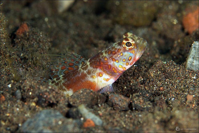 underwater, fish, bali, island, indonesia На стрёмеphoto preview