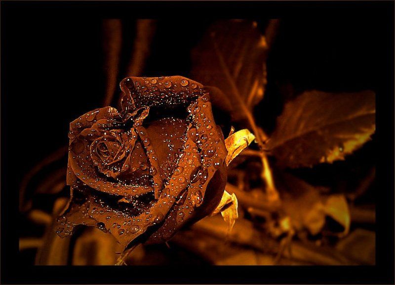 Золотая Розаphoto preview