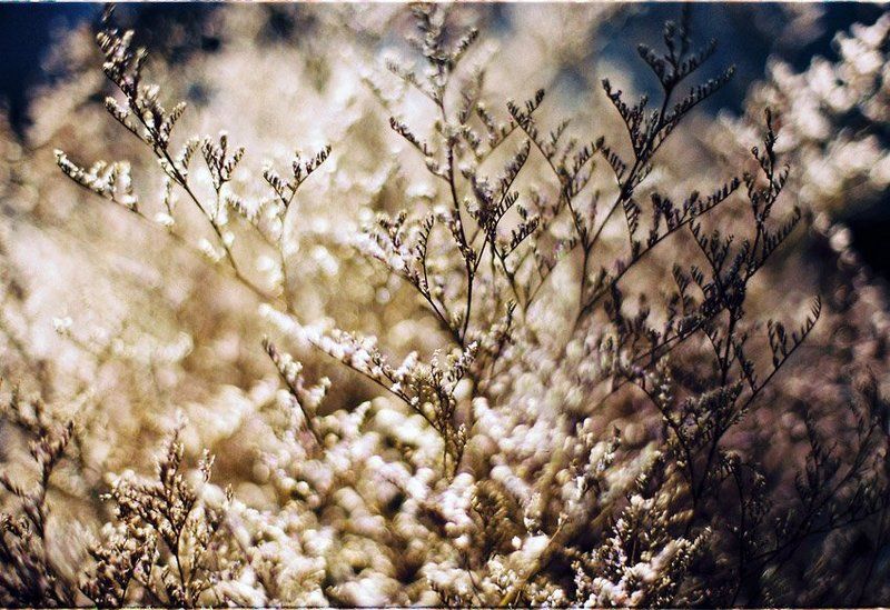 limonium, flower Limoniumphoto preview