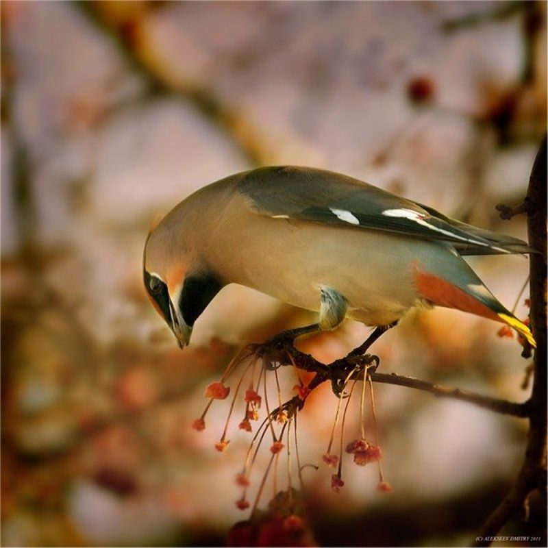 свиристель, природа, птицы  фото превью