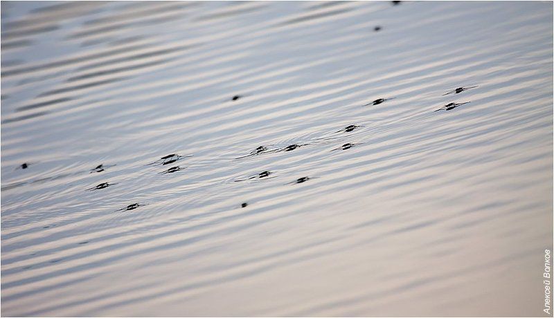 водомерки, gerridae Клопиные бегаphoto preview