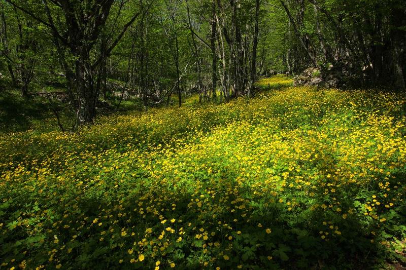 крим, урочище, карадагський, ліс Квітучий Кримphoto preview