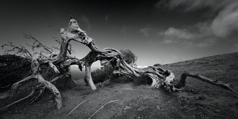 битва драконов, Дерево, Канарские острова, канары, Коряга, можжевельник, Пейзаж, Природа, сабина, Чёрно-белые, эль йерро Битва драконовphoto preview