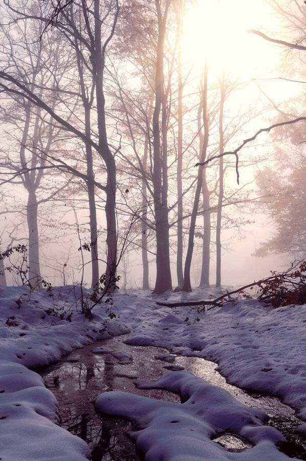 Сиреневый туман. Автор: Светлана Щемелева туман, лес, Светлана Щемелева