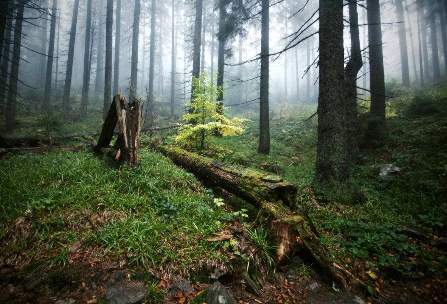 лесные рассказы. Автор: Piligrim природа, пейзаж, лес, нанорама, туман, карпаты, Piligrim