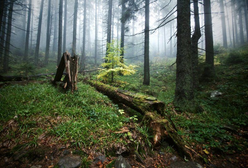 природа, пейзаж, лес, нанорама, туман, карпаты лесные рассказыphoto preview