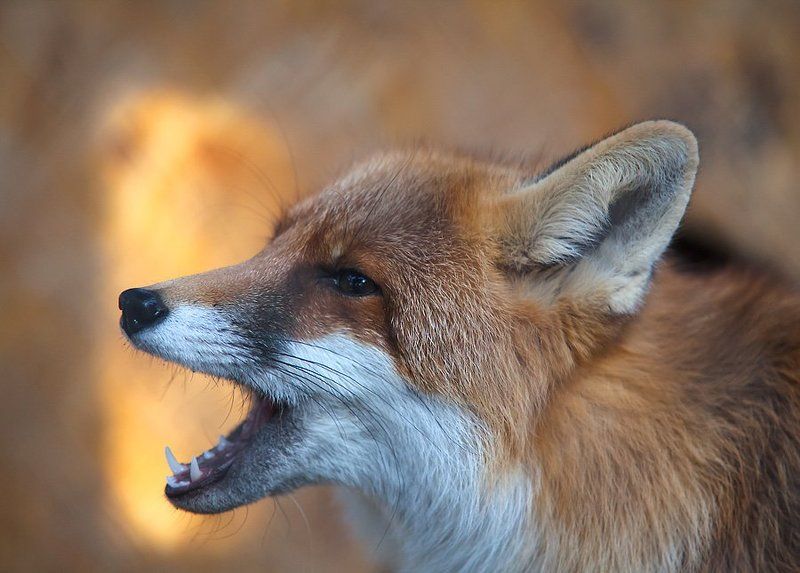 животные Вечерняя песнь одинокого лисаphoto preview