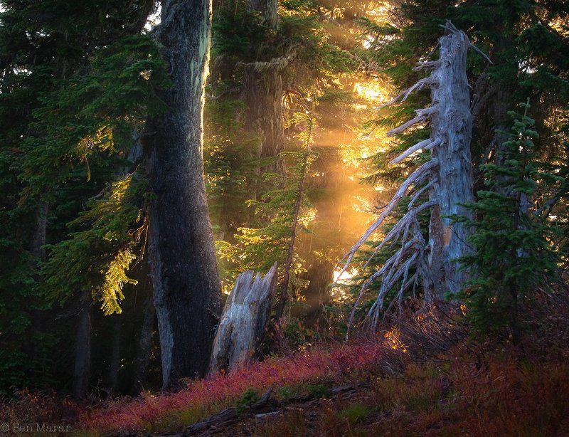 Forest of Wondersphoto preview