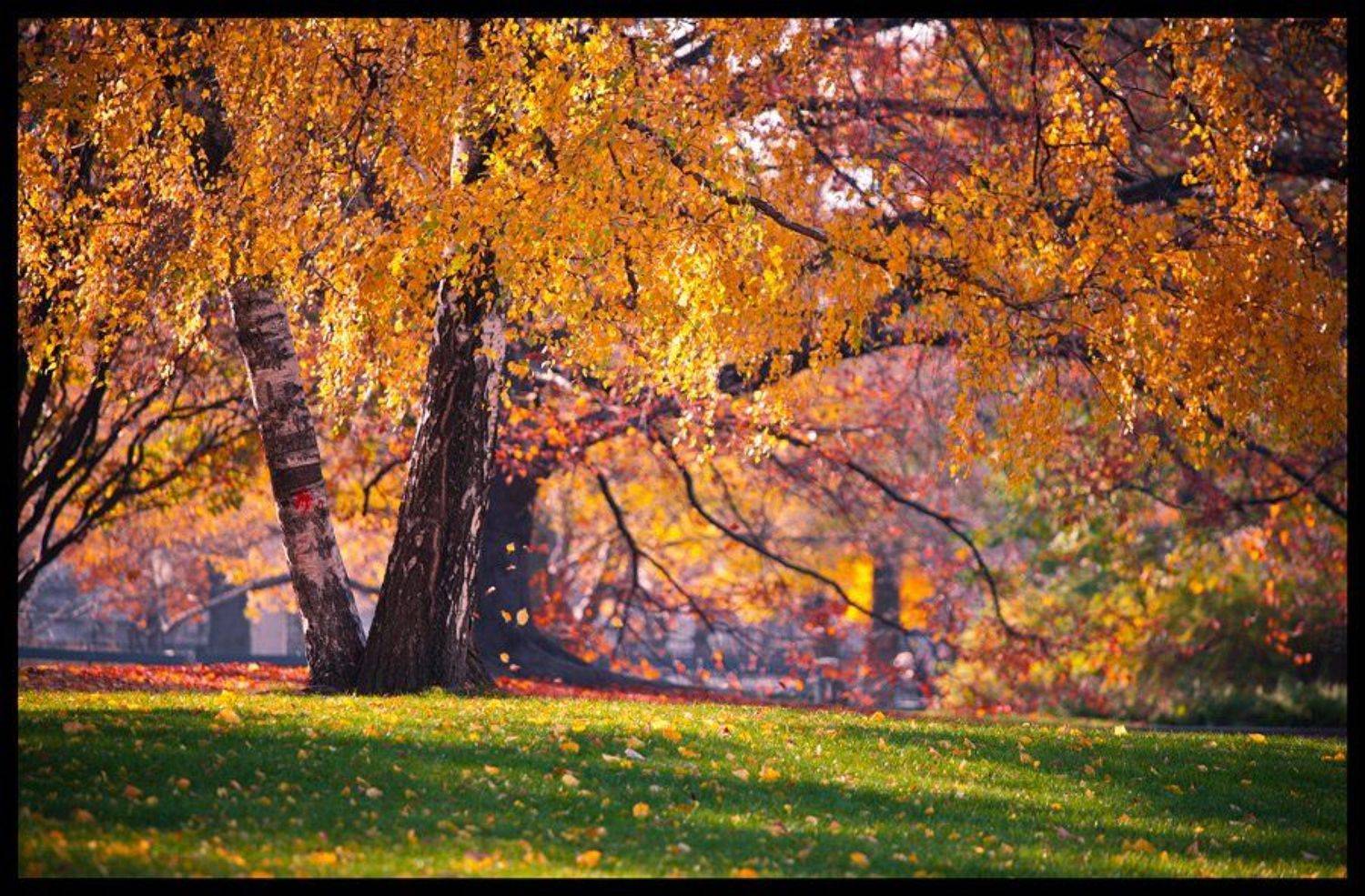 венская осень. Автор: Sergey Shaposhnikov , Sergey Shaposhnikov