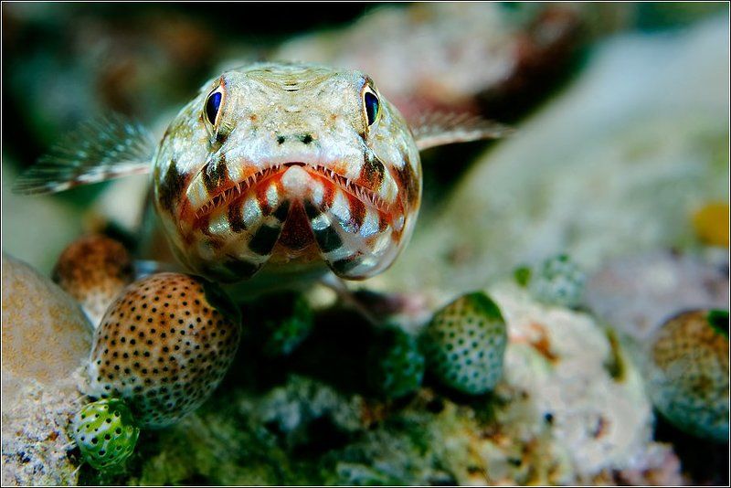 Портрет ЯщероголОва фото превью