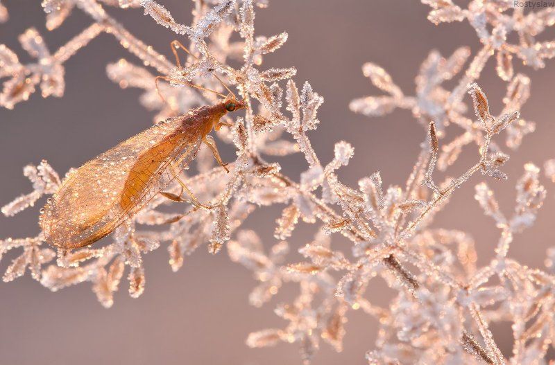 ростислав, макро, 100мм Поздняя осеньphoto preview