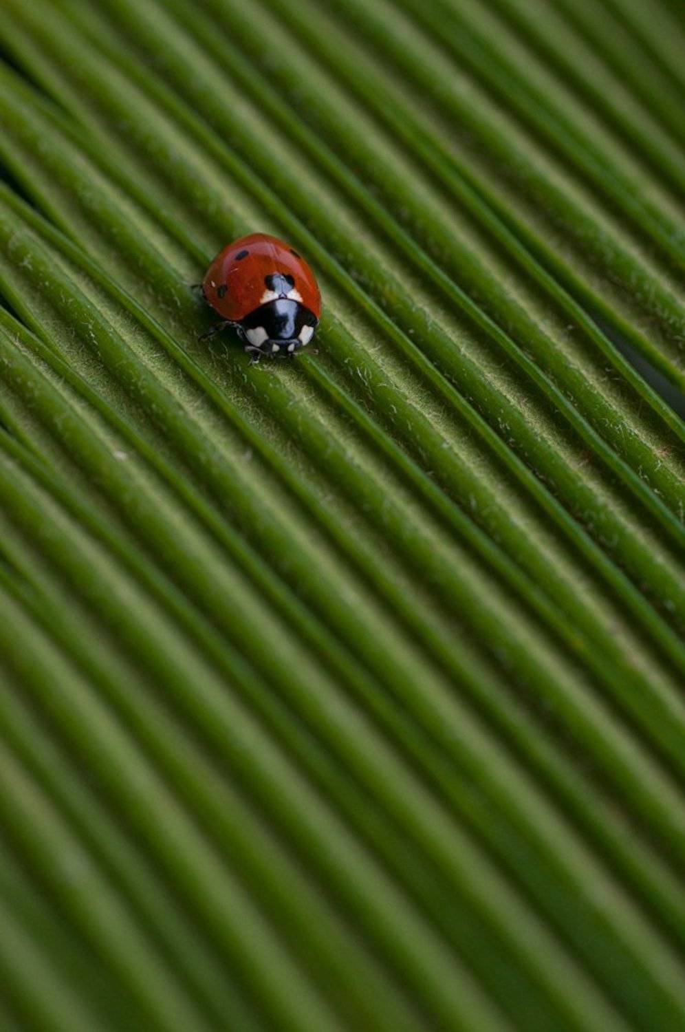 ***. Автор: Динара божья, коровка, Динара