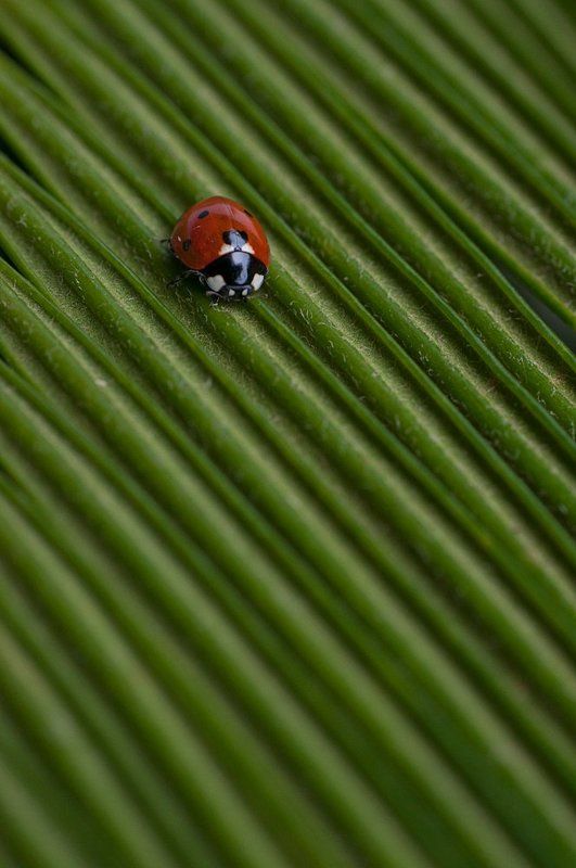 божья, коровка ***photo preview