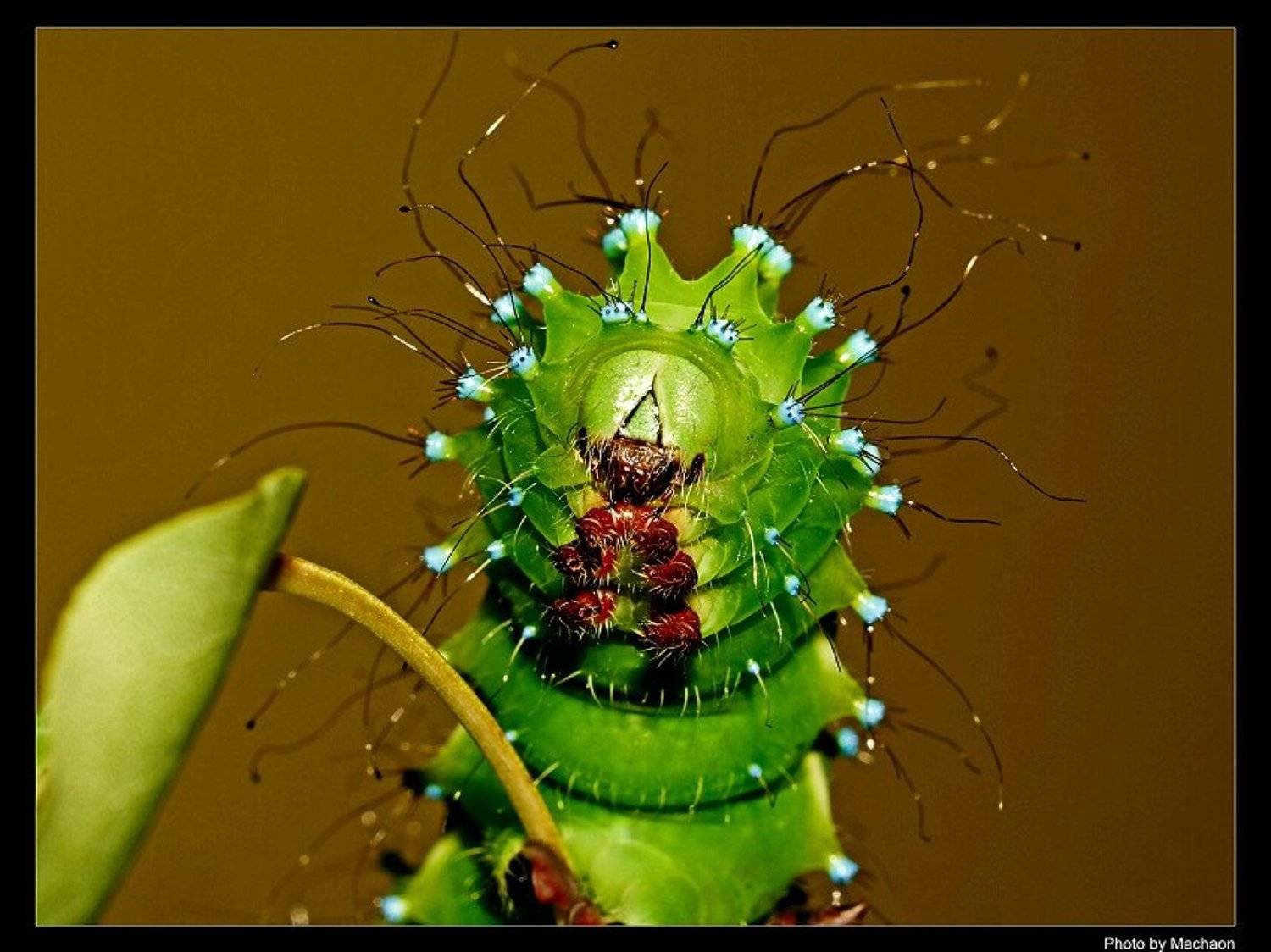 монстры макромиров. Автор: Юрий Бершадский гусеница, сатурния, Юрий Бершадский