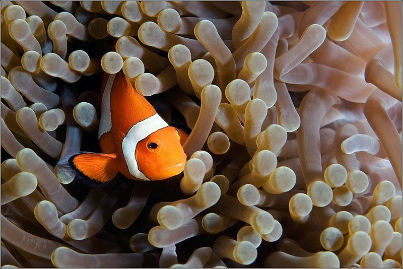 Заходите к нам на огонёк!..) фото превью