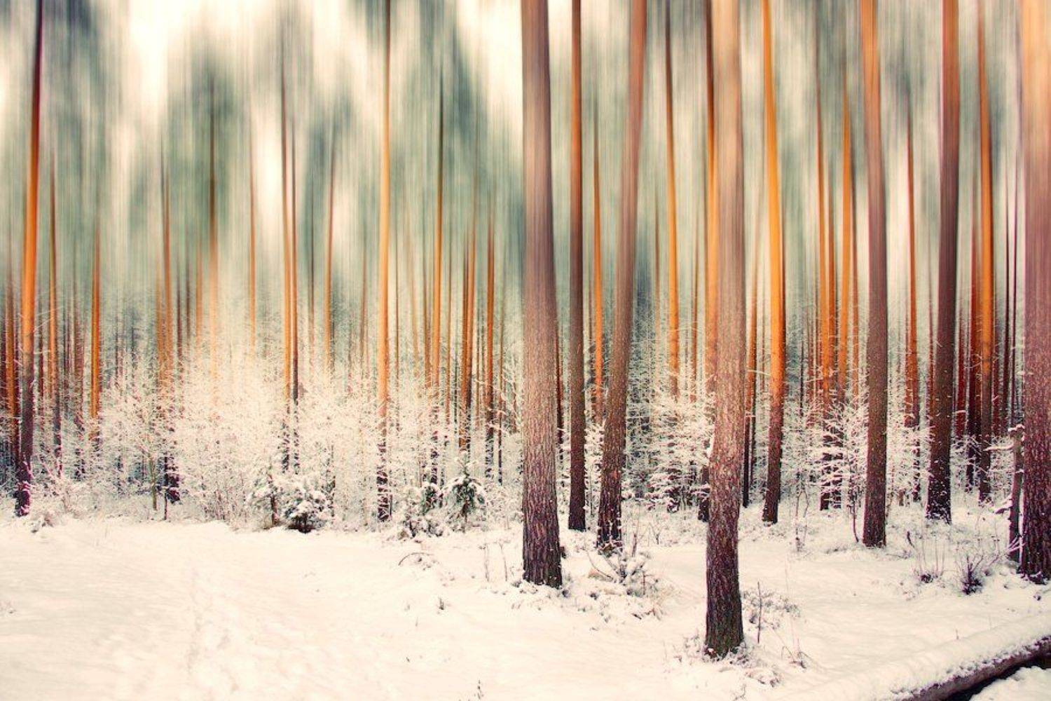 , Дмитрий Шамин