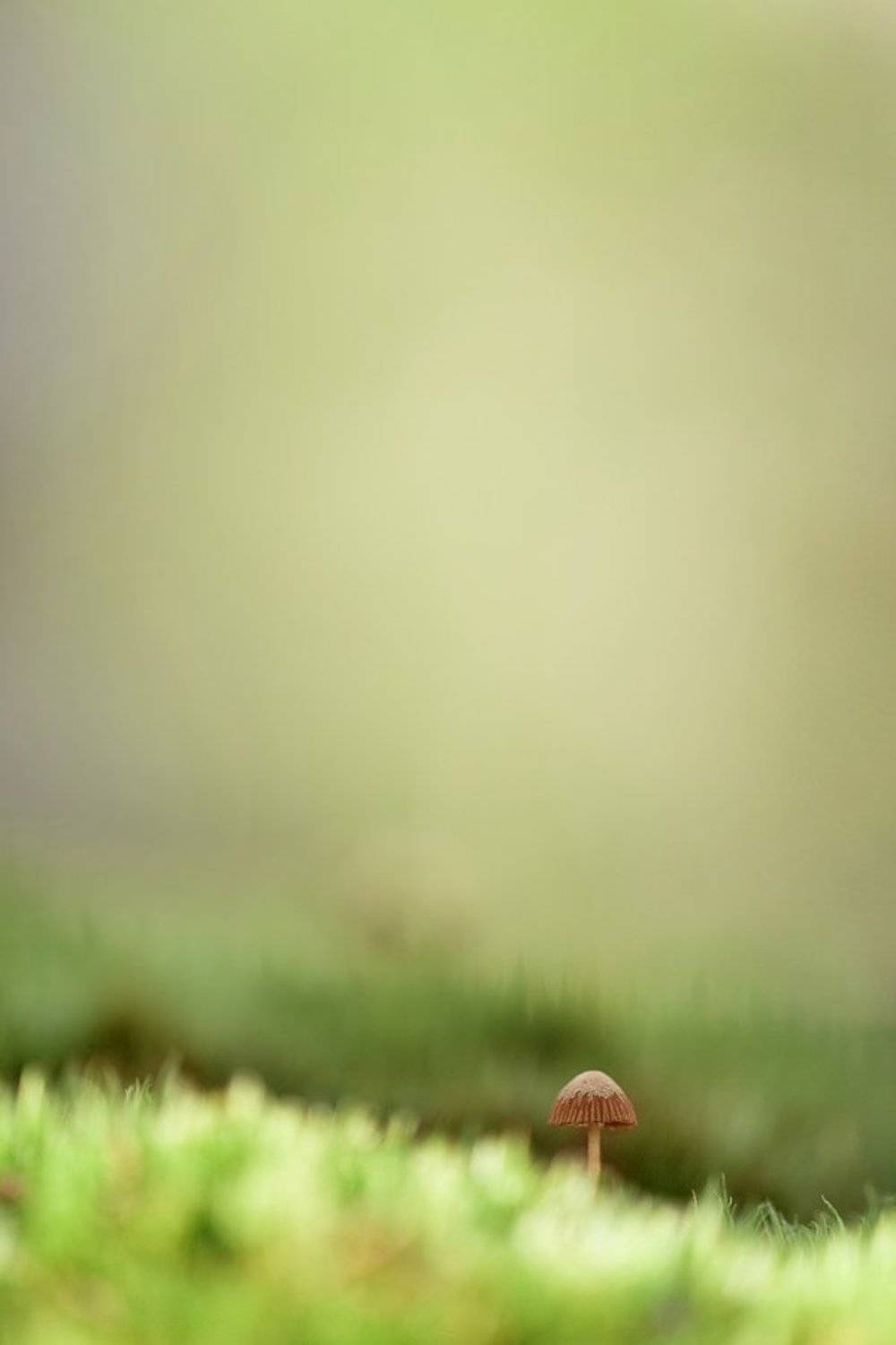 гриб, осень, Юлия