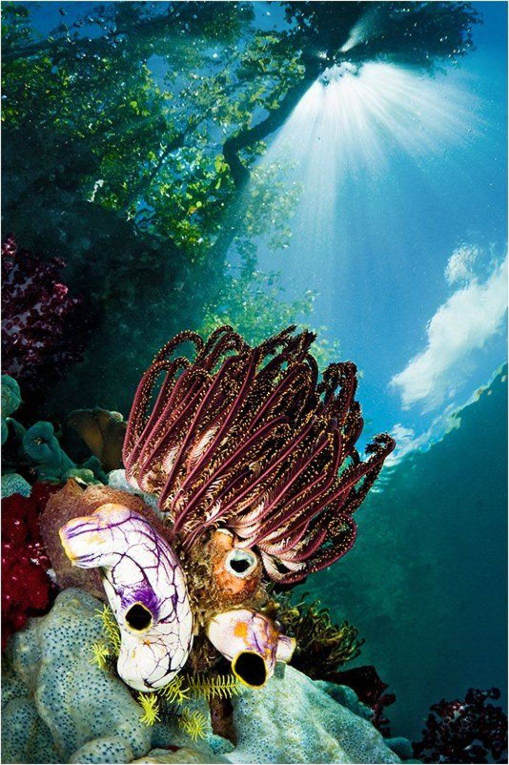 Подводный свет. Автор: Сергей Шанин раджа, ампат, Сергей Шанин