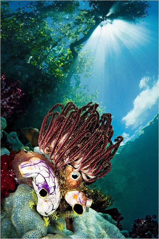 раджа, ампат Подводный светphoto preview