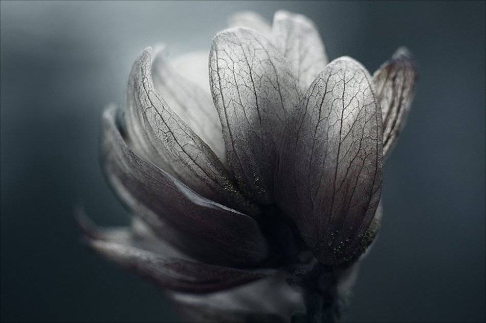 цветок холодной осени.... Автор: Наталья Ова , Наталья Ова