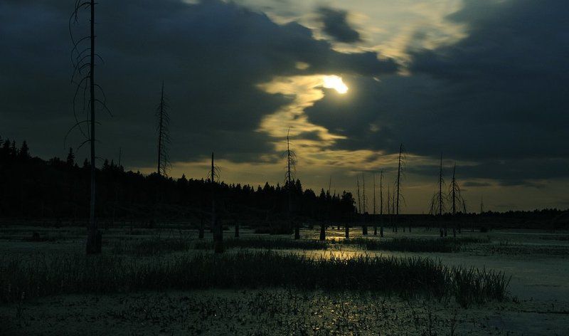 болото ***photo preview