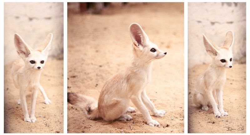 фенек, лисичка, пустыня, тунис Фенекphoto preview