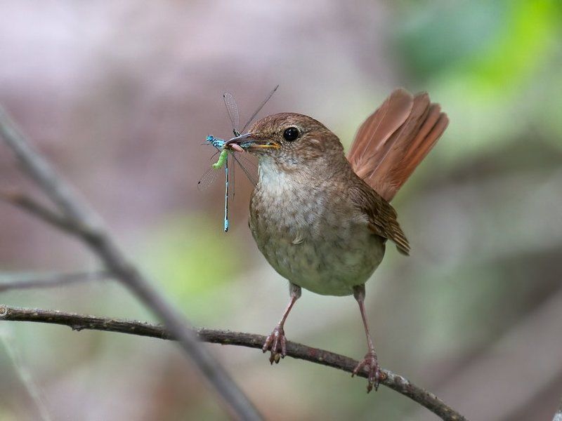 фотоохота , птицы , соловей Соловьиные заботыphoto preview