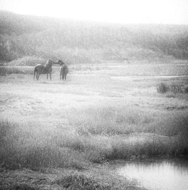 лошади ***photo preview