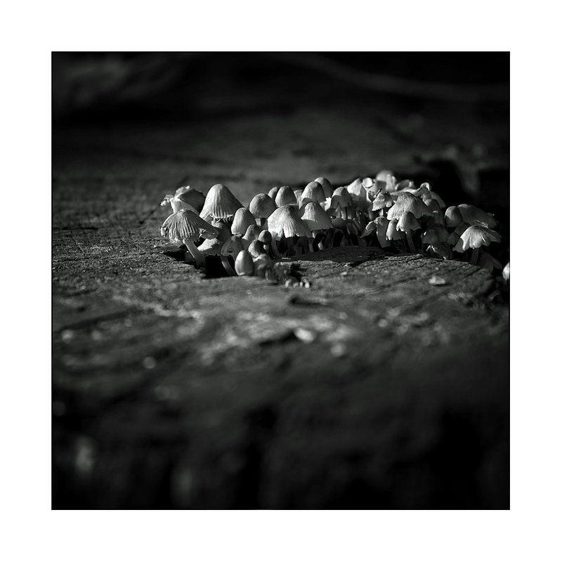 Свита...photo preview