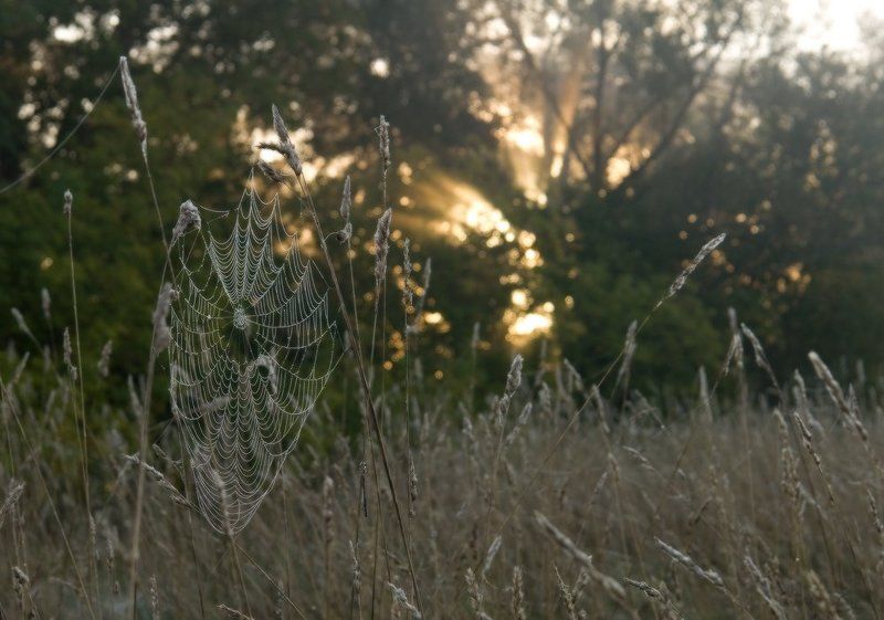 утро, туман, свет, деревья, трава, паутина, осень, лучи, солнце Однажды светлым утром..photo preview