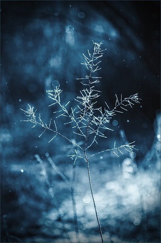 ночь Ночной снегопадphoto preview