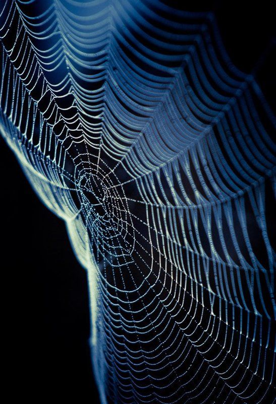 Паутинаphoto preview