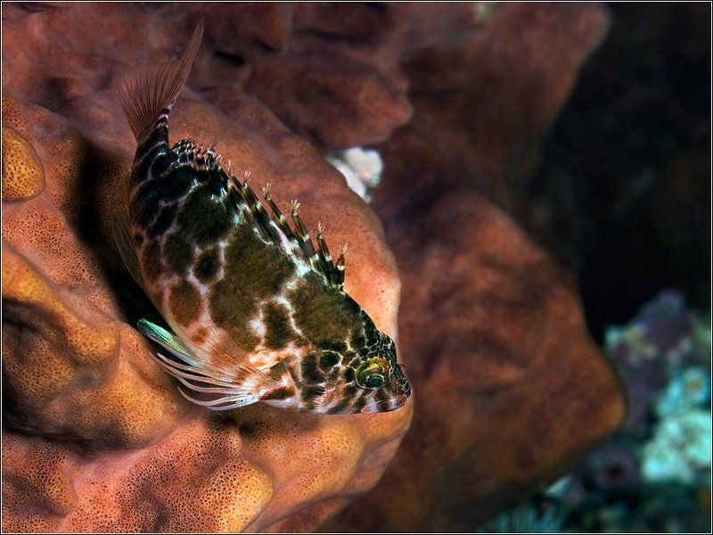 Модник в леопардовой шкуре фото превью