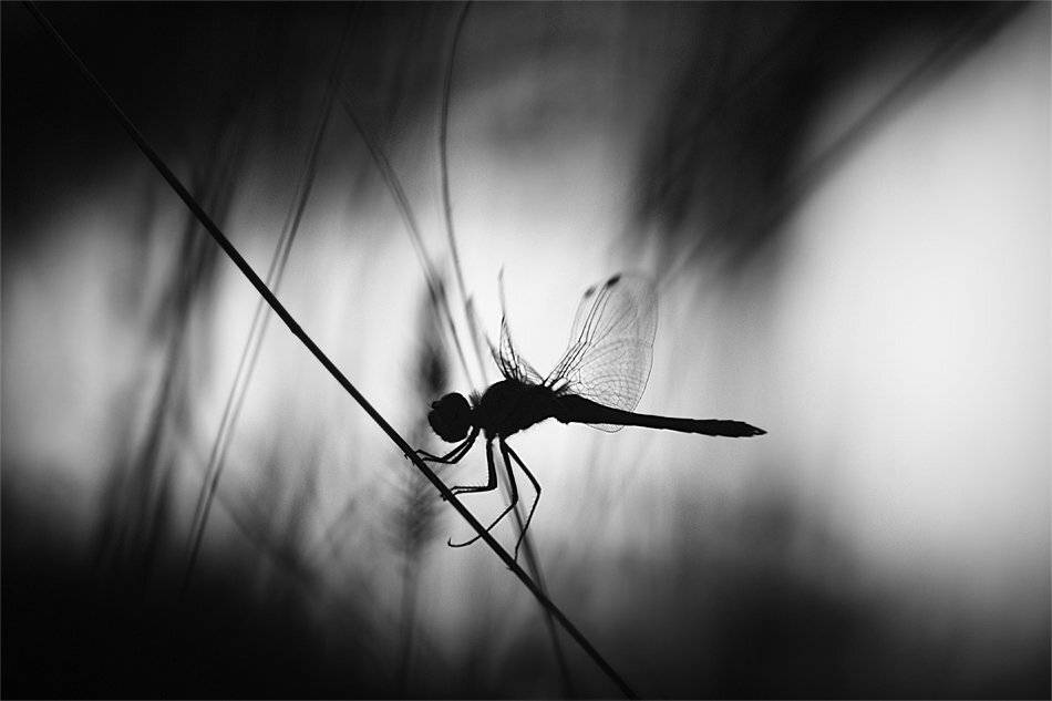 ***. Автор: Наталья Ова , Наталья Ова