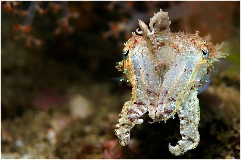 Называют меня Каракатицей, так зачем же он ходит за мной?.. (протяжно) фото превью