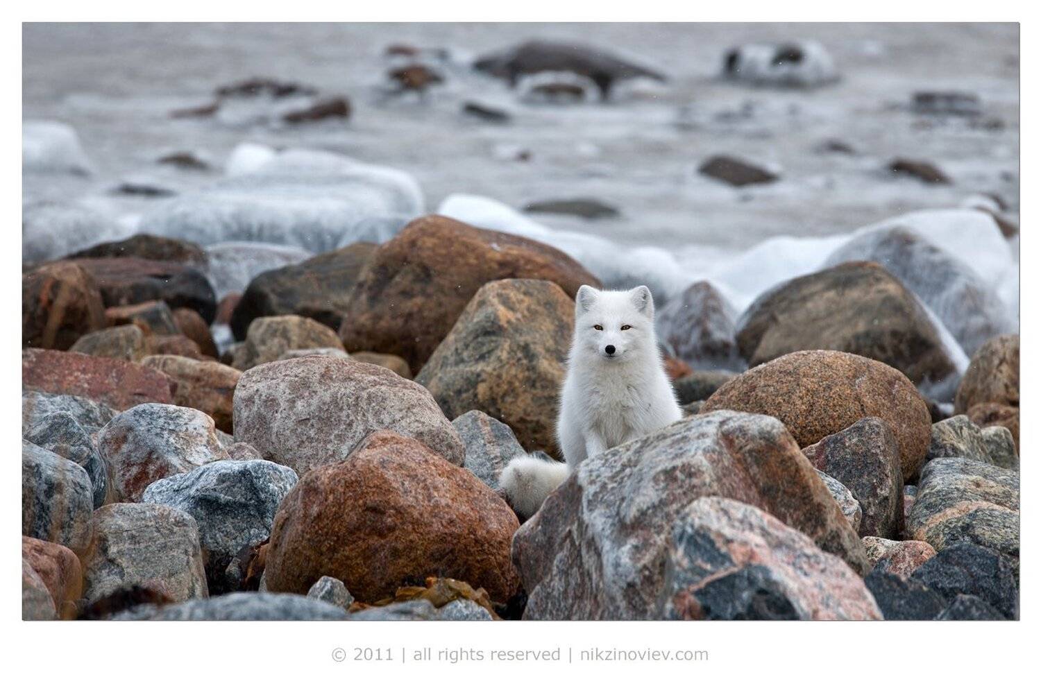 песец, arctic fox, дикая природа, животные, канада, николай зиновьев, Николай Зиновьев
