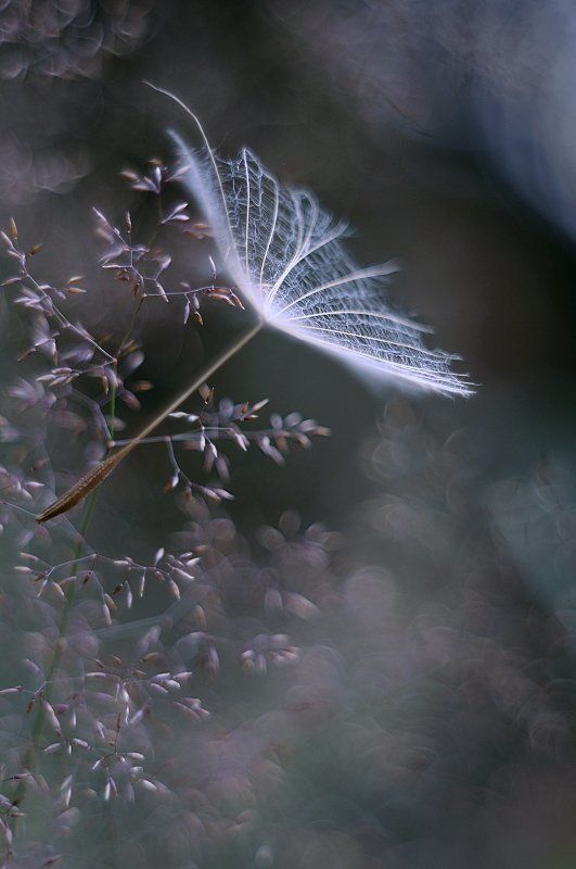 fleetinglyphoto preview