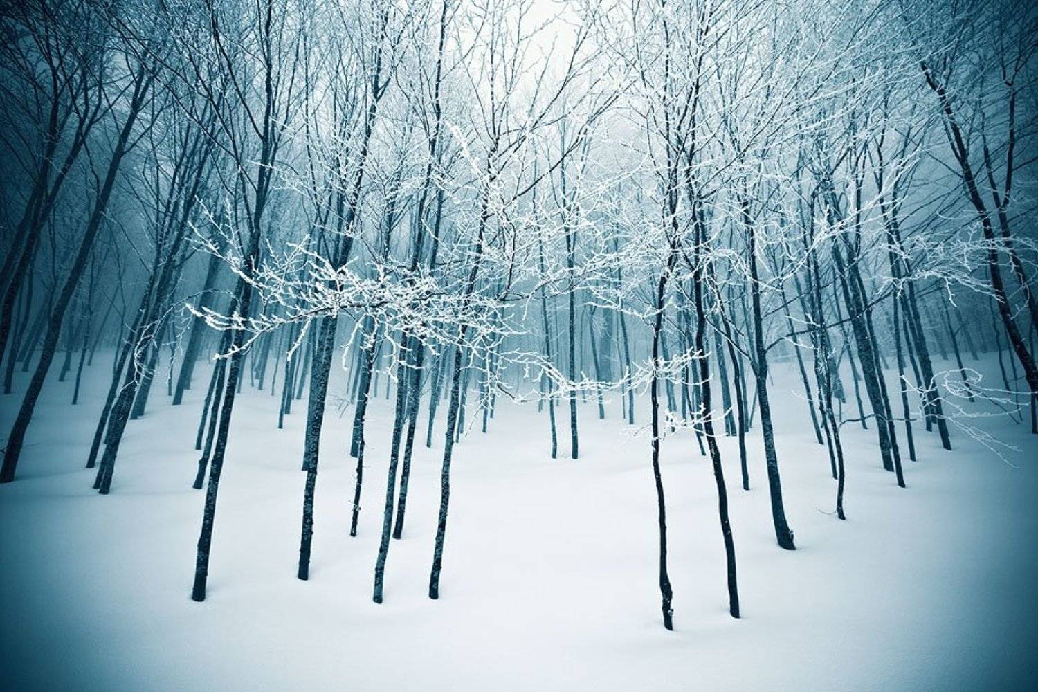 Зимний лес. Автор: Ludmila Yilmaz , Ludmila Yilmaz