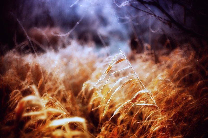 ночь Золотая ночьphoto preview