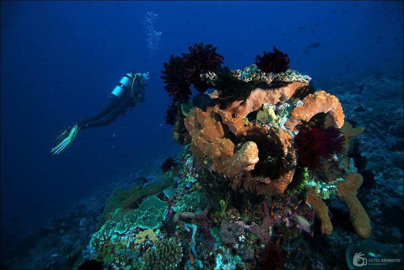 underwater, fish, bali, island, indonesia, reef, corals, diver Divephoto preview