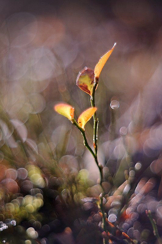 лесные ударения - осеньphoto preview