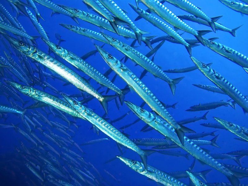 подводная фотография , underwater , средиземное море , барракуда , ustica Зубастая стаяphoto preview