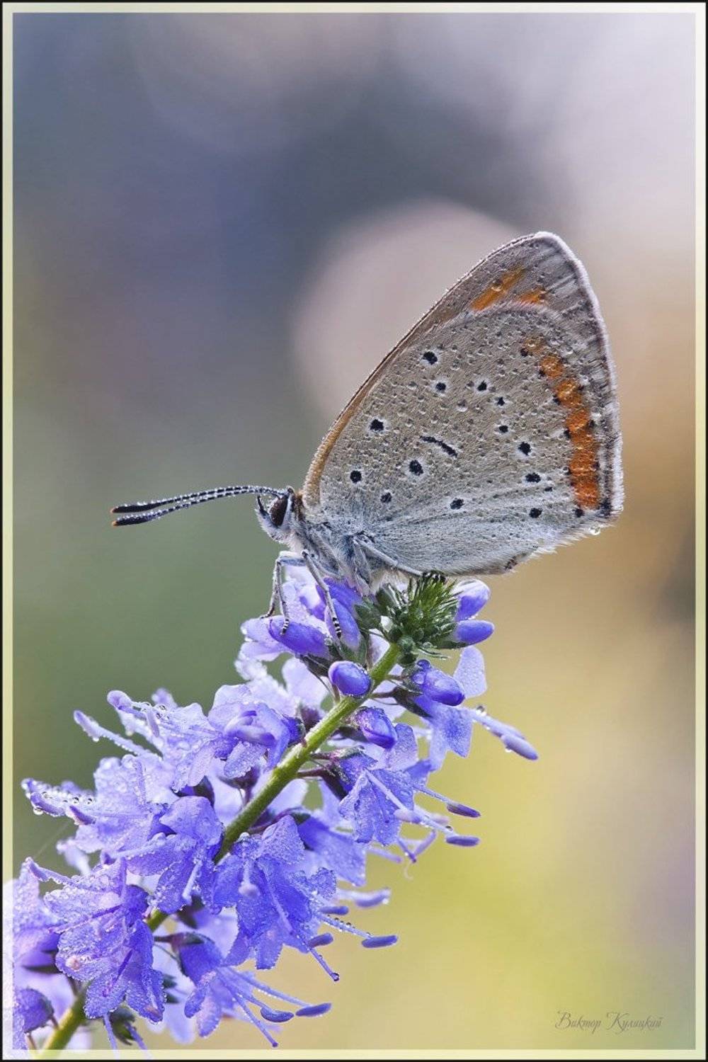 , Виктор Кулицкий