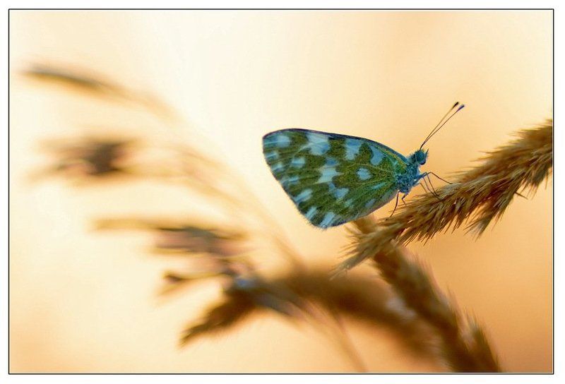 бабочки, белянки про рапсовых белянокphoto preview