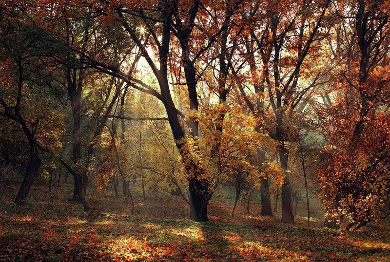 oceннте краскиphoto preview