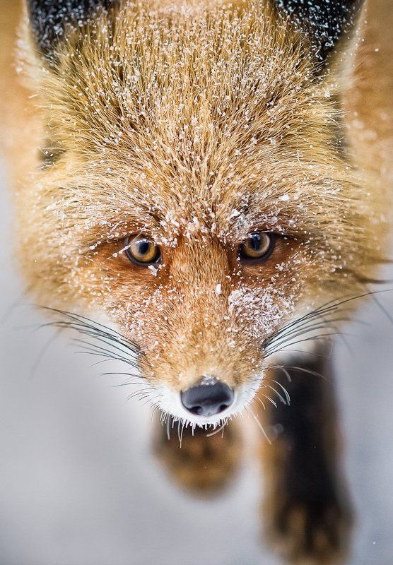 лис ***photo preview